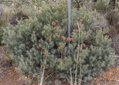 Banksia sphaerocarpa