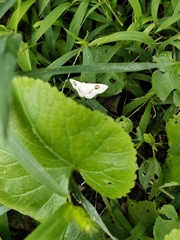 Problepsis eucircota