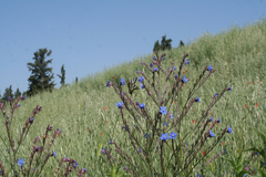 Anchusa azurea image