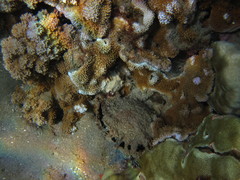 Pinctada margaritifera