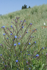 Anchusa azurea image