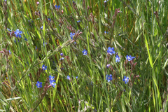 Anchusa azurea image