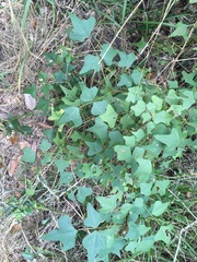 Erythrina herbacea