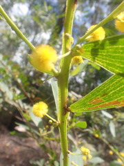 Acacia complanata