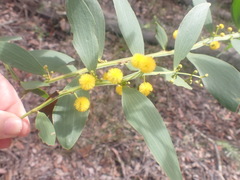 Acacia complanata