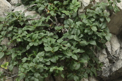 Rhamnus microcarpa