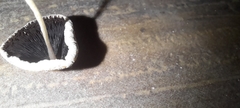 Coprinellus
