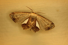 Phazaca decorata