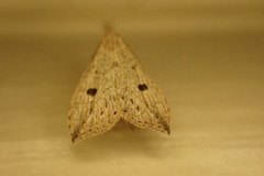 Trigonistis demonias