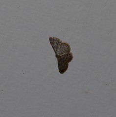 Idaea simplex