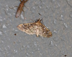 Cotachena fulvomarginalis
