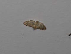 Cotachena hicana