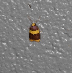 Heterallactis phlogozona