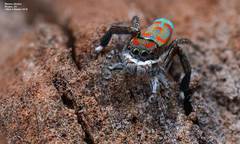 Maratus literatus