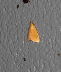 Hyalobathra brevialis