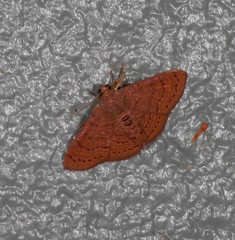 Homodes bracteigutta