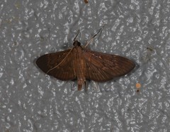 Hymenoptychis sordida