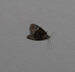 Lophothripa vitea