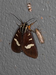 Mimeusemia centralis