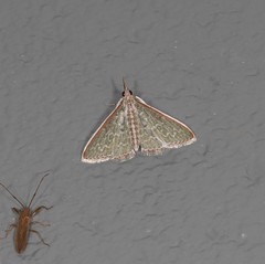 Myrmidonistis hoplora