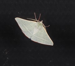 Oenochroma infantilis