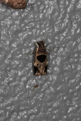 Helcystogramma hibisci