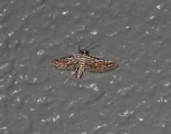 Parapoynx dentizonalis