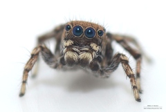 Maratus nimbus