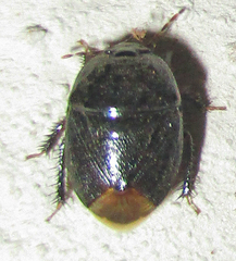 Aethus perosus