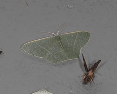 Thalassodes dorsilinea