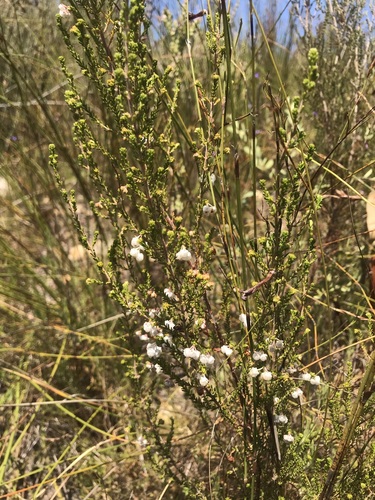 Image of Erica formosa by (c) Ren Hoekstra, some rights reserved (CC BY)
