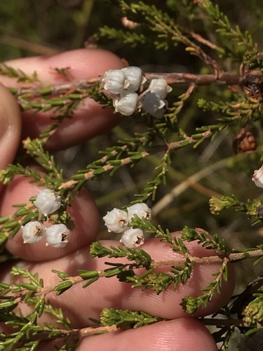 Image of Stunning Heath (Erica formosa) by (c) Ren Hoekstra, some rights reserved (CC BY)
