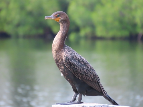 Phalacrocorax auritus image