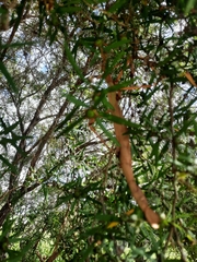 Acrophylla enceladus