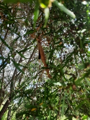 Acrophylla enceladus