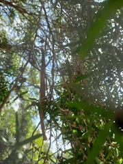 Acrophylla enceladus