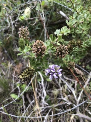 Psoralea bracteolata