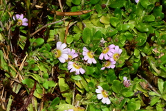 Scaevola hookeri