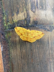 Periclina
