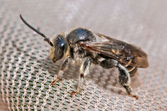 Macropis fulvipes