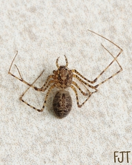 Scytodes