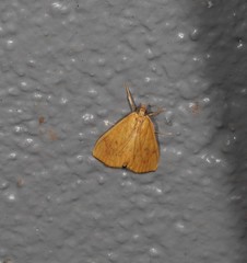 Hyalobathra brevialis