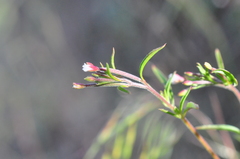 Epilobium foliosum