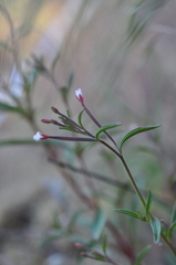 Epilobium foliosum
