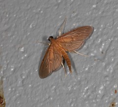 Hymenoptychis sordida