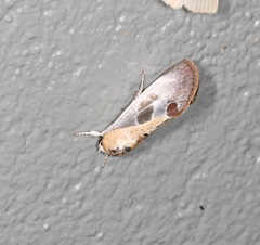 Westermannia gloriosa