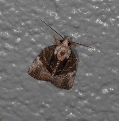 Lophothripa vitea