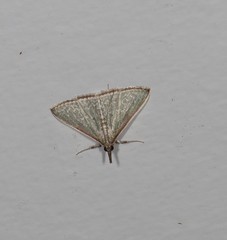 Myrmidonistis hoplora