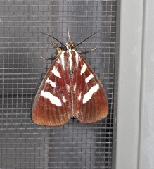 Mimeusemia centralis