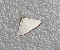 Oenochroma infantilis